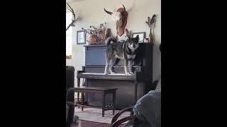 Husky playing the piano and singing