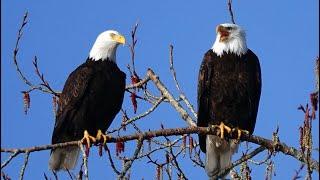 Lake Sammamish bald eagles, pair#3 calling out, greeting each other.