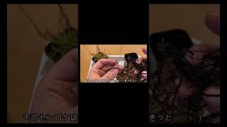 [初心者向け]モウセンゴケが枯れてそうでもあきらめないで！ #carnivorousplant #食虫植物 #plants #succulents #観葉植物  #モウセンゴケ#shorts