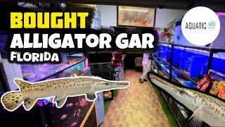 Bought Florida Alligator Gar Fish From Aquatic House - Imran's World