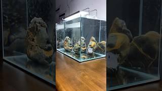 Super Awesome Aquarium Filters #fishaquarium #fish #fishtanksetup #trending #aquariumfishtank #viral