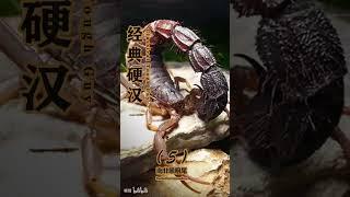 你见过满背的小蝎子吗？~南非黑粗尾蝎介绍第五集#crawling    #spider