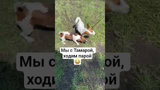 не разлей вода#jackrussel #сонечка #джекрасселтерьер #соня #shorts #dog