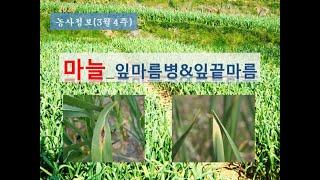 [농사정보] (3월4주)  마늘_잎마름병 및 잎끝마름현상