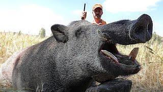 GIANT MONSTER WILD BOAR HUNTING -6, FARMERS BIG FEAR WILD BOAR !!!, HOG HUNTS, PIG HUNTS, WILD LIFE