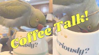 Beaker the Parrot Talks to Coffee!