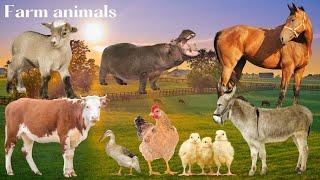 Farm Animals - Animal sounds - Animal World 2024