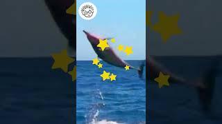 Hey Little Dolphin! | Baby Einstein | Learning for Kids | #Shorts