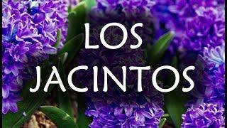 [JARDINERIA] - Los Jacintos