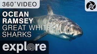 Ocean Ramsey Dives With Great Sharks - Isla Guadalupe 360 Video