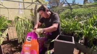 Grow beautiful orchids using Miracle-Gro Orchid Potting Mix