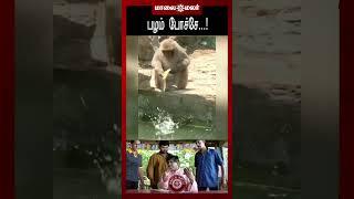 பழம் போச்சே..! | Maalaimalar #Shorts