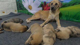 How a Mother Dog Disciplines Her 3 week old Puppies and Teach Them to Play Nice