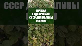 Лучшая Подкормка Из СССР Для Малины Осенью  #огород  #сад #урожай #садоводство  #овощи