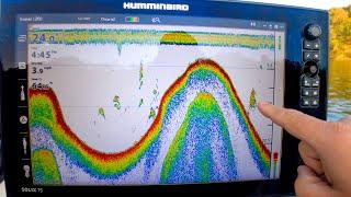 Sonar Basics: How To Identify Fish (Bass, Panfish, and Baitfish)