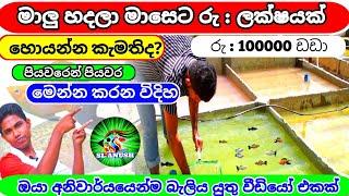 මාලු හදලා ලක්ෂයකට වඩා හොයන රහස | How to start a Fish Farming | fish tank setup |Sl anush fish farm