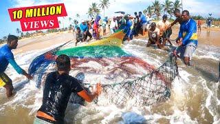 Unbelievable 2000Kg Queen fishes Caught In Seine Net | You Won't Believe How We Caught This