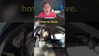 The Driving School For DOGS!