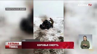 Падеж скота в СКО: ветеринары назвали причину