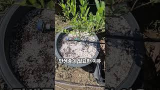 기후변화 대응전략 20250622) 장마가 빨라져 조생종도 타격이 큼. 레빗아이 라스트콜 등 만생종으로 관심을 가져야 할 때다. #blueberry #블루베리 #레빗아이 #라스토콜