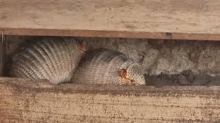 A pair of Andean hairy armadillo