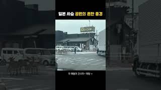 일본 사슴 공원의 흔한 풍경