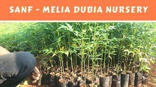 SANF - MELIA DUBIA NURSERY PLANTS MAKING & TECHNIQUES