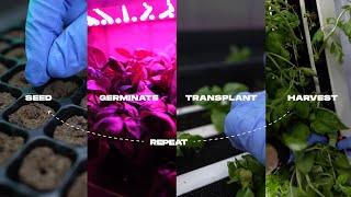 4 Steps to Growing in the Greenery Container Farm - Herbs