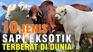 10 Jenis Sapi Eksotik Terbesar Di Dunia