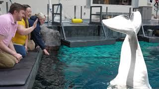 Beluga Encounter at Georgia Aquarium