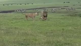 Pitbull vs lion