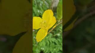 Welsh Poppy. #worldflora #plantnet #flower #nature #leaf #fruit #bark #habit