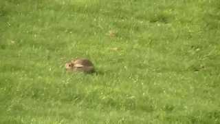 Lurcher pup running rabbit