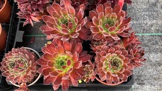 Succulents | Sempervivums & Sedums