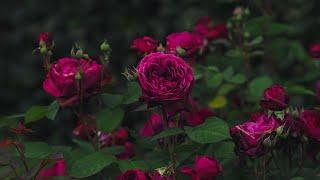 4K - Deep Secret® rose, Rosen Tantau 2023