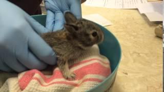 It's Baby Season at Wildlife Haven Rehabilitation Centre