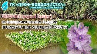 Эйхорния (водный Гиацинт) на экспериментальном водоёме
