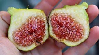 Paradiso (Siro) Fig - One of the Best Tasting