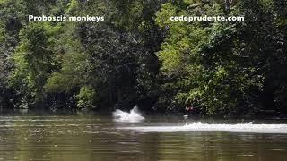 Proboscis monkeys of Borneo