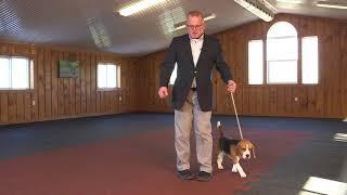 Dog Show Tips - Movement Patterns