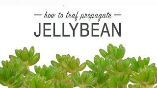 How to Propagate Jellybean from a Leaf (Sedum Rubrotinctum)