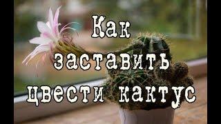 Как заставить цвести КАКТУС | Два метода | Какие кактусы НЕ ЦВЕТУТ в домашних условиях