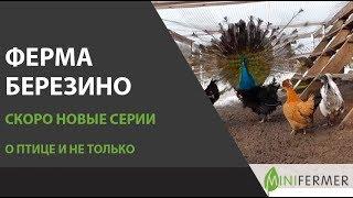 Ферма БЕРЕЗИНО: новые серии о птице, птицеводстве и фермерстве!