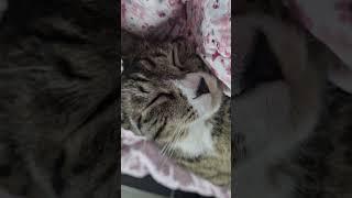 불꽃효자 고양이 박호야 #고양이 #고양이브이로그 #고양이일상 #고양이집사 #catlover #shortvideo #shorts
