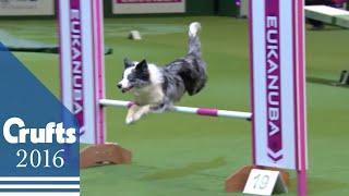 Agility - Championship Final | Crufts 2016