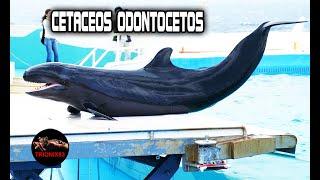 Orcas gigantes y Cachalotes gigantes (LOS CETACEOS ODONTOCETOS)