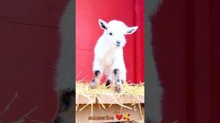 Adorable baby goat sounds loudly  #youtubeshorts #cute #babygoat #shortvideo #shorts #tiktok #viral