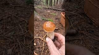 Boletus edulis, Porcino, Steinpilze #shorts #new #trending #foryou #nature #forest #wood #mushroom