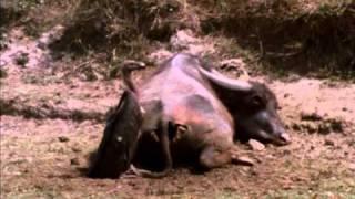 Vultures feasting on a carcass, India, 1968 from Louis Malle documentary.