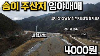 송이가 천지인 송이주산지 임야~그리고 산양삼재배 최적지 평당4000원 대형강변끼고 있는 대형평수 임야~여름철 겨울철 관광지로 유명한 임야~경북안동임야매물 세상사는 부동산